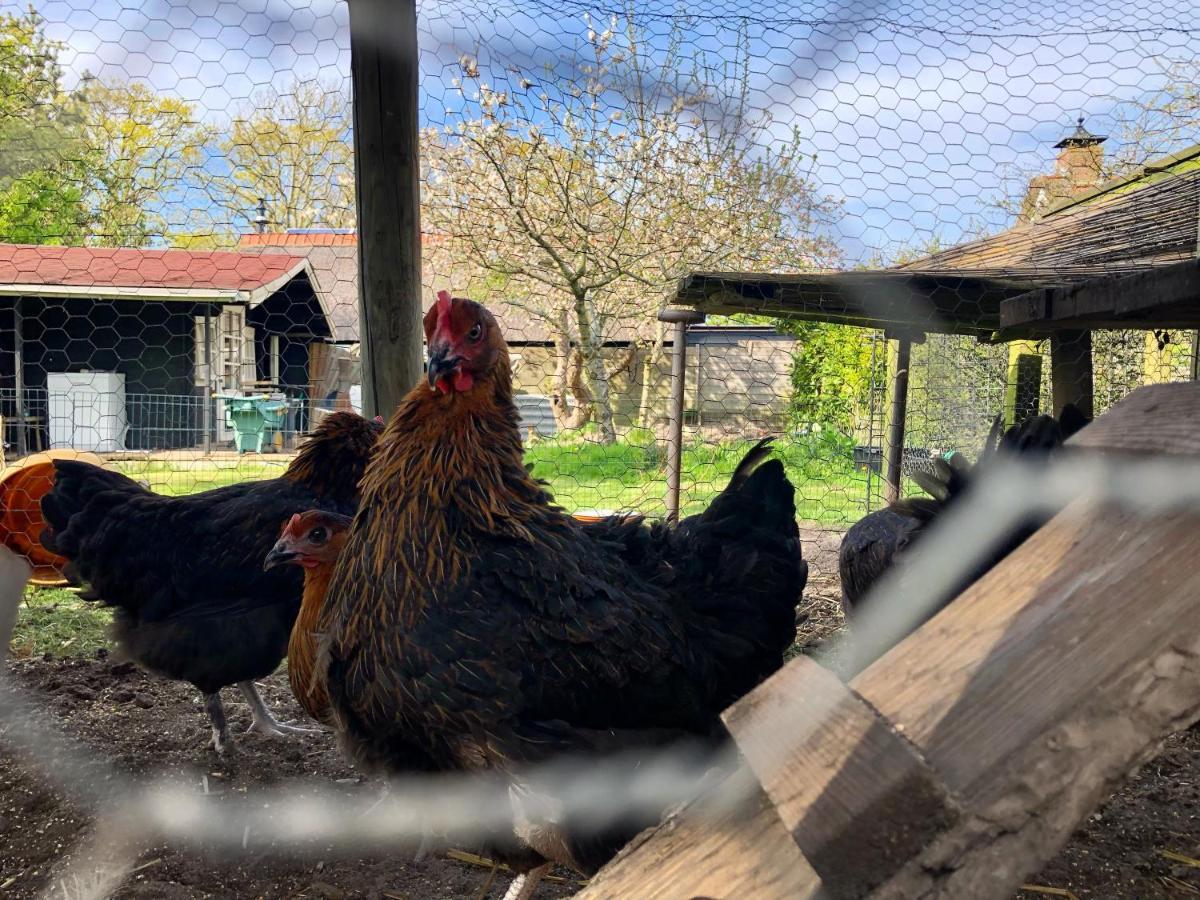 Hoeve Te Gast - Vakantieboerderij Groet Exteriér fotografie